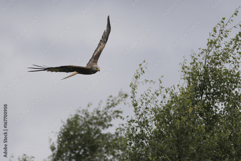 red kite (Milvus milvus) flying over treetops red kite (Milvus milvus) flying over treetops