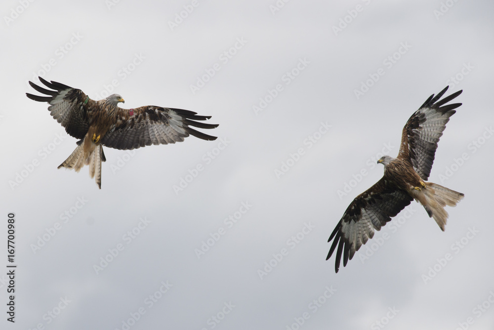 Obraz premium Two red kite (Milvus milvus) in flight