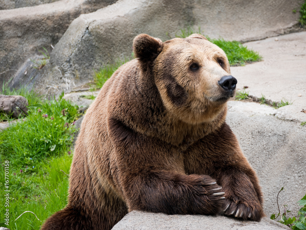 Eurasian brown bear (Ursus arctos arctos) also known as the European brown bear. Eurasian brown bear (Ursus arctos arctos) also known as the European brown bear.