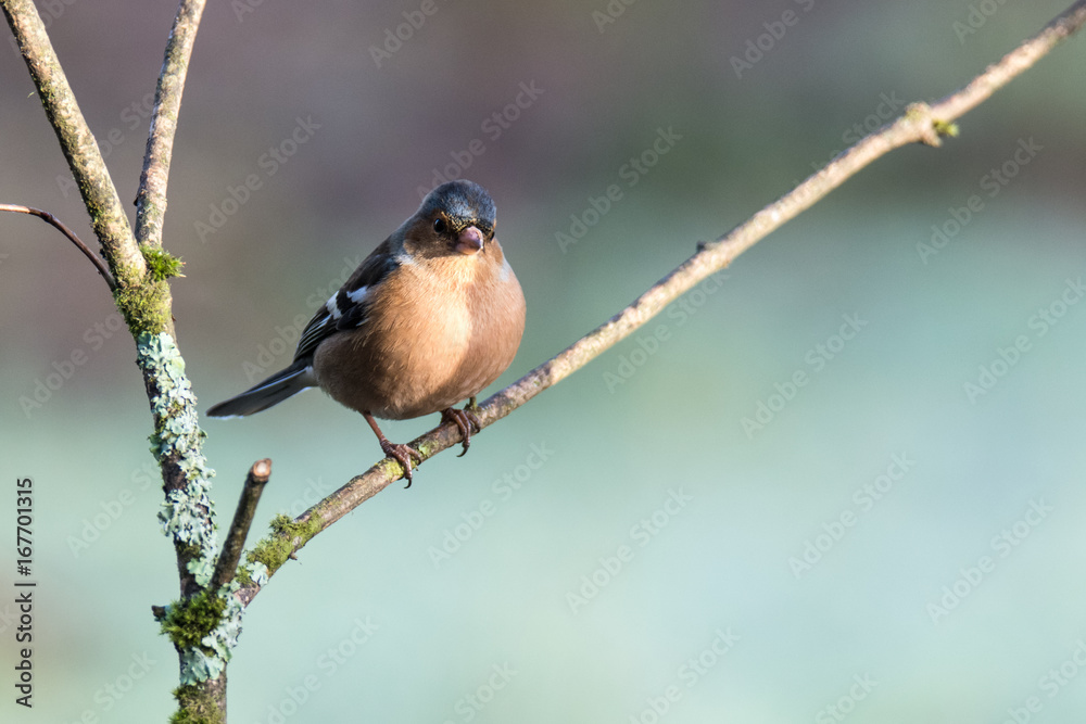 Male Chaffinch (Fringilla coelebs) perched on branch Male Chaffinch (Fringilla coelebs) perched on branch