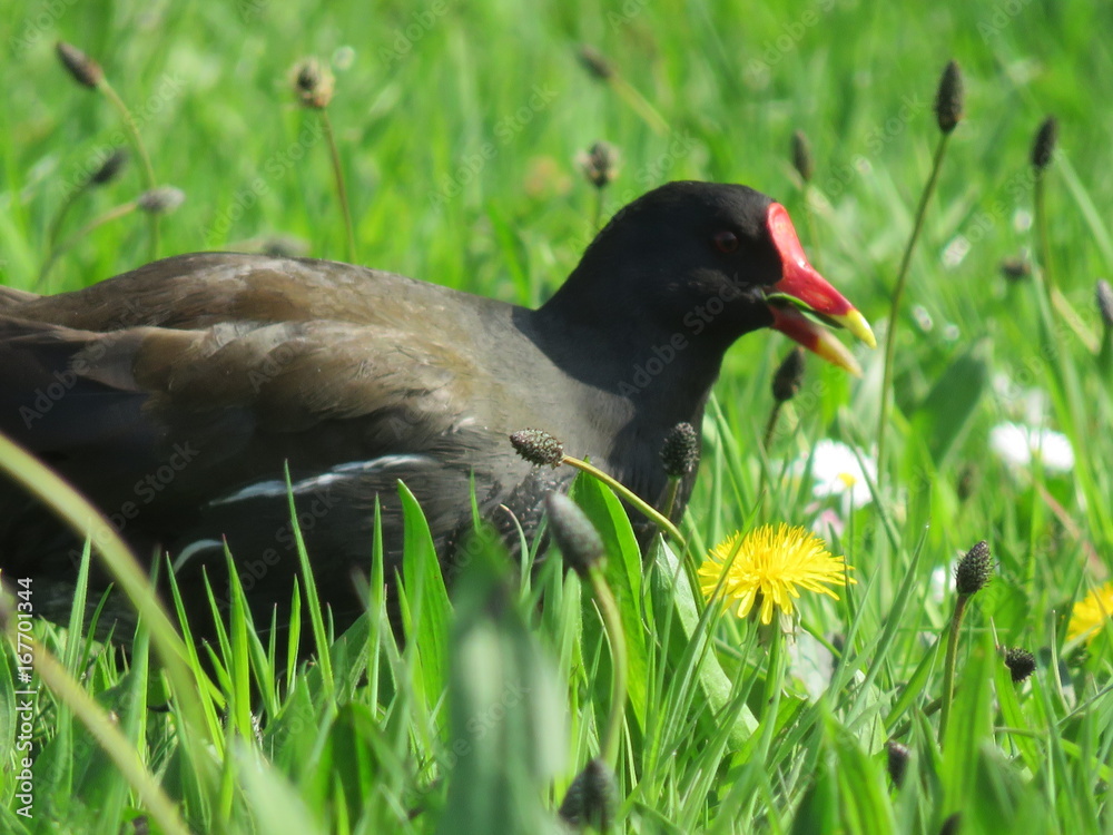 Obraz premium Natuur