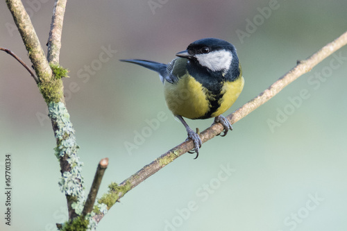 Great Tit (Parus major) perched on branch