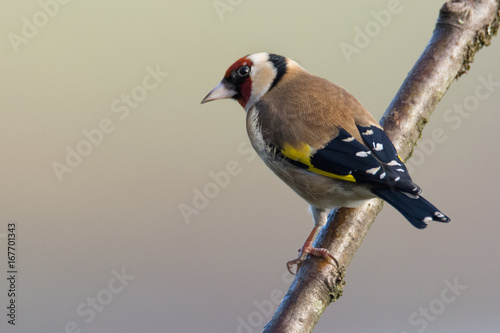 Goldfinch (Carduelis carduelis) perched on branch © Karen Miller