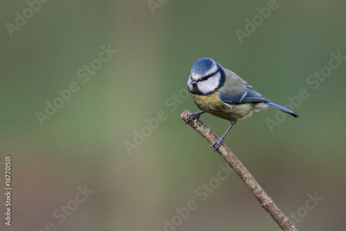Blue Tit (Cyanistes caeruleus) Perched on branch