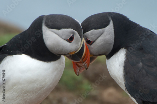 Canvas Print Pair of puffins  (Fratercula arctica) interacting and billing