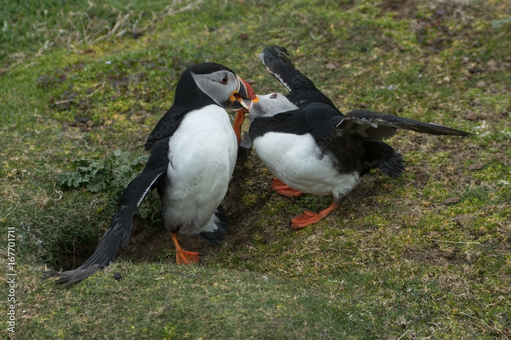 Fototapeta premium Two Puffins (Fratercula arctica) fighting