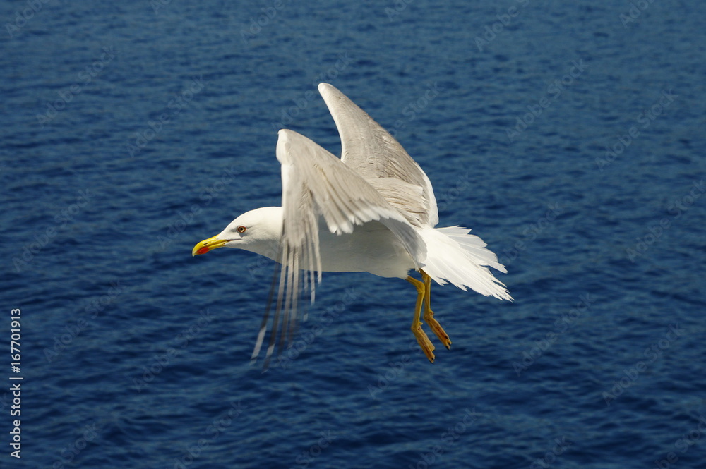 White seagull flying over the blue sea. White seagull flying over the blue sea.