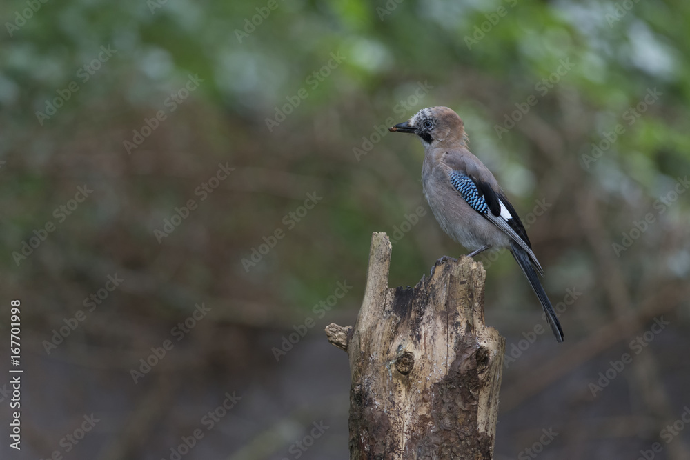 Jay (Garrulus glandarius) perched on log with nut in mouth Jay (Garrulus glandarius) perched on log with nut in mouth