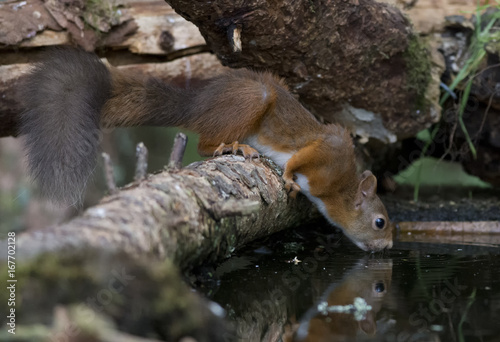 Red Squirrel (Sciurus vulgaris) drinking from pond