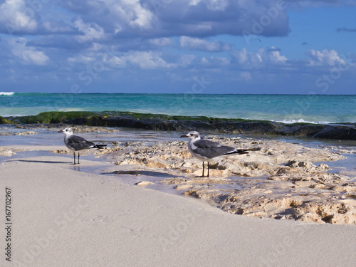 Seagulls on the Caribbean beach of Playa del Carmen, Mexico