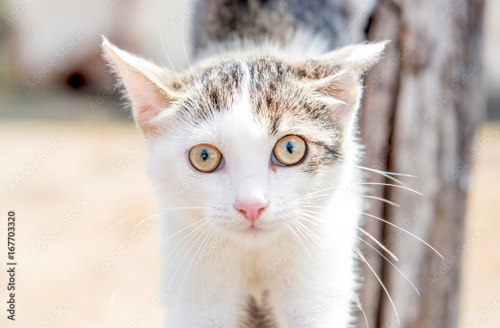 Portrait of little cat
