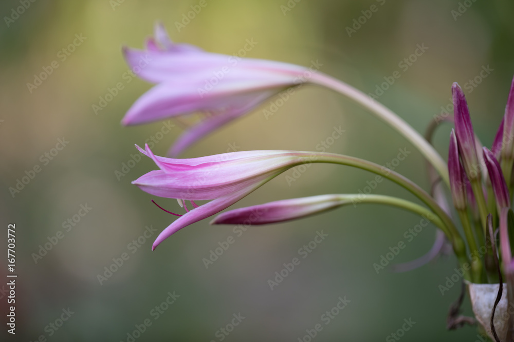 Fototapeta premium pink and lavender flowers