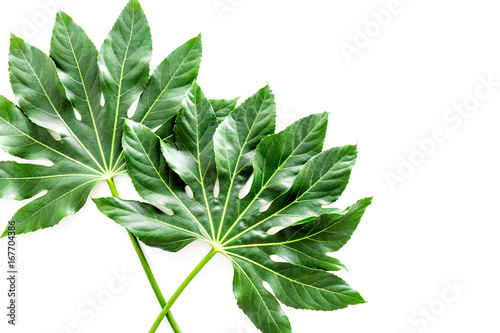 big jungle leaves on white background top view copyspace