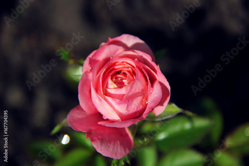 Fototapeta Pink rose