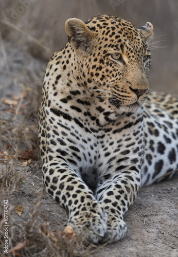 Portrait leopard lay down in at dusk to rest and relax