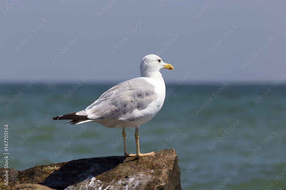 White seagull on the rocky sea beach