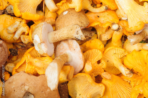 Yellow mushrooms 