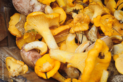 Yellow mushrooms in the basket 