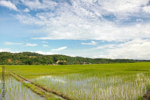 The rice field in chiang dao city   chiangmai Thailand