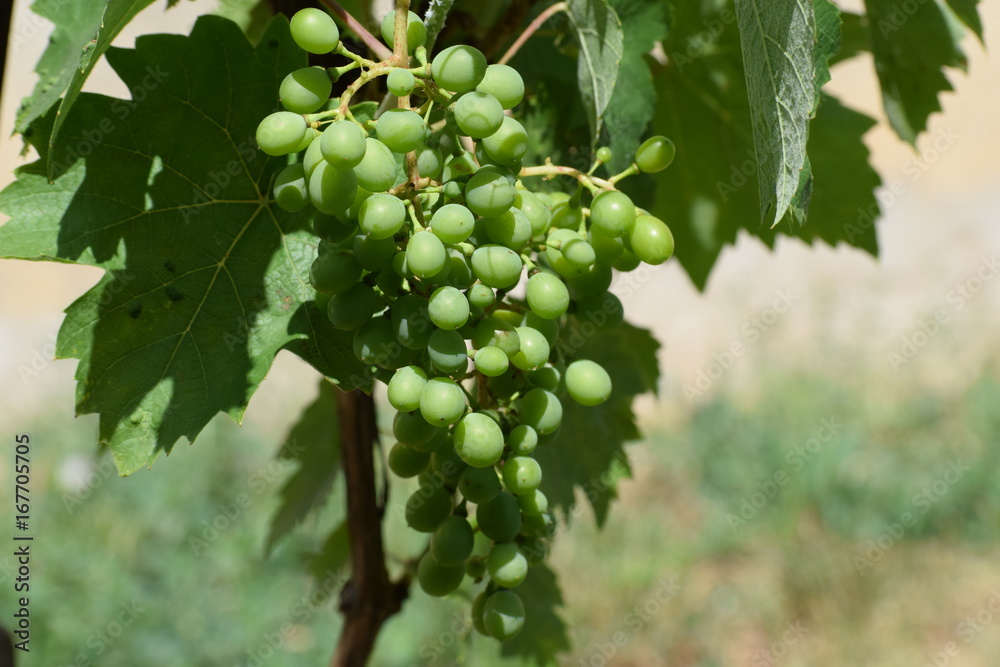 Fototapeta premium grape