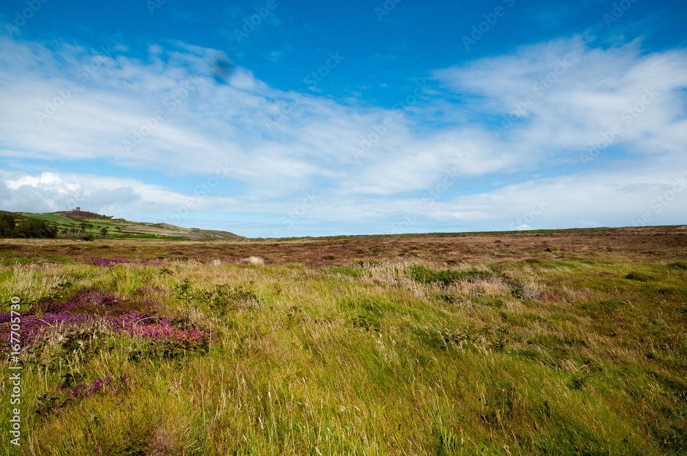 Wild heather in West Cork
