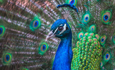 Fototapete Pfau Pfau Kopfdetail mit blauem Gefieder  © J. Novack