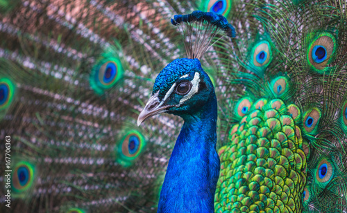 Closeup of a Peacock