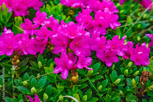 Background of rhododendron flowers close-up