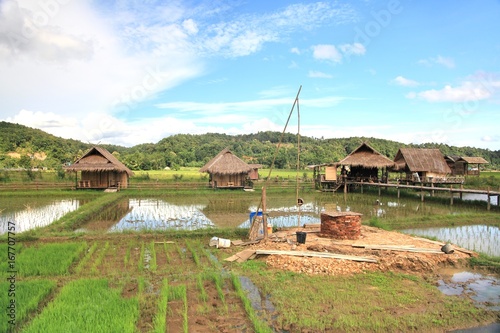 The house  and rice field in chiang dao city , chiangmai Thailand photo