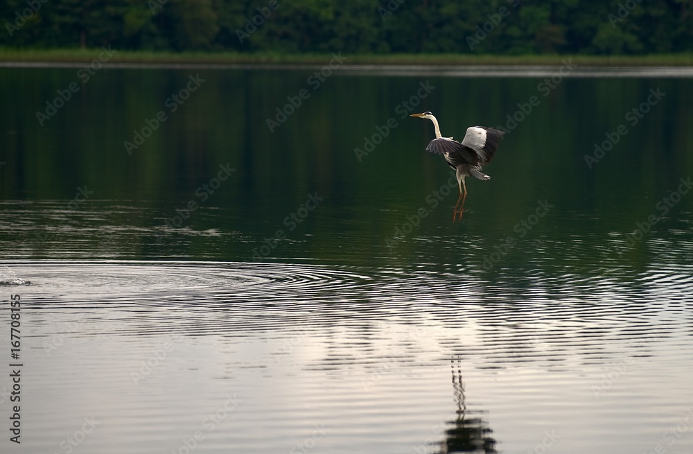 Reiher auf der Jagd Reiher auf der Jagd