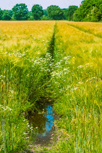 Wild camomile on meadow and wheat. Composition of nature photo