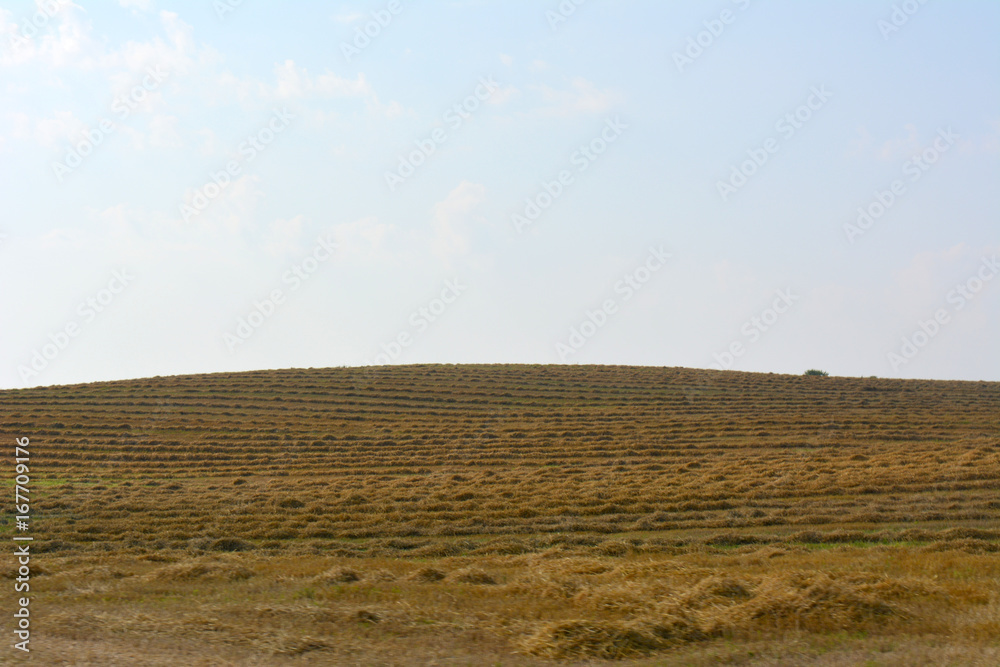 Agricultural field sunny day, sloping straw, rural natural landscape, harvesting of cereals,countryside.Farming.