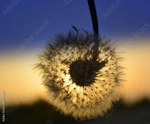 Fototapeta Naklejka Na Ścianę i Meble -  Beautiful natural evening summer landscape: a white dandelion against a background of bright blue with a beige sunset. A beautiful artistic image: lightness, weightlessness of being. Selective focus.