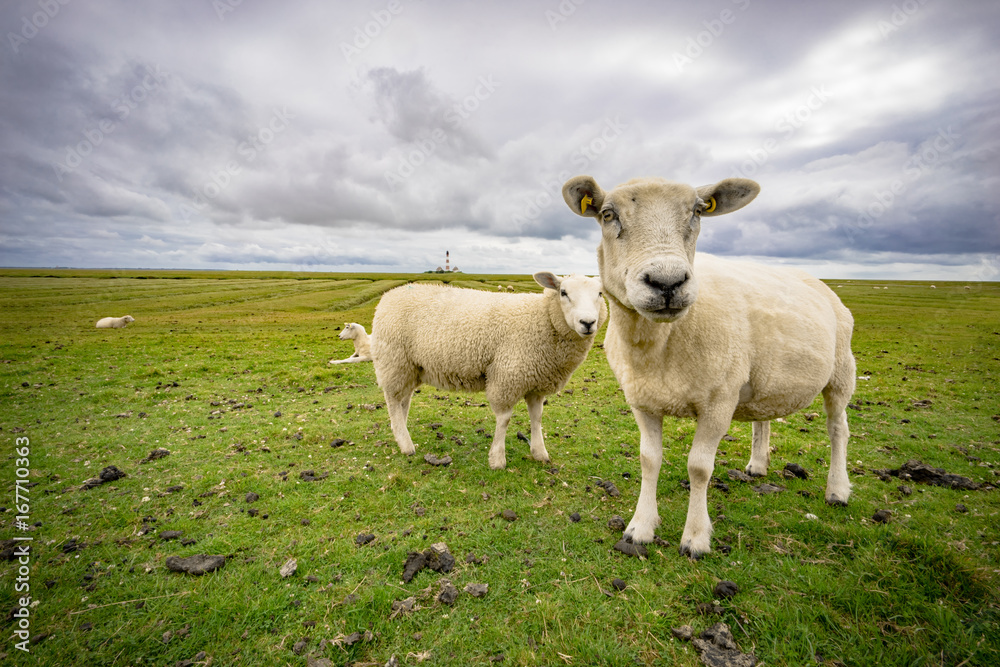 Schafe an der nordfriesischen Küste bei stürmischem Wetter, Nahaufnahme mit Weitwinkel Schafe an der nordfriesischen Küste bei stürmischem Wetter, Nahaufnahme mit Weitwinkel