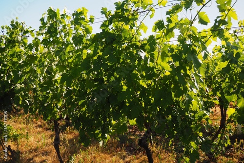 Vineyards above Pálava, South Moravia, Czech republic