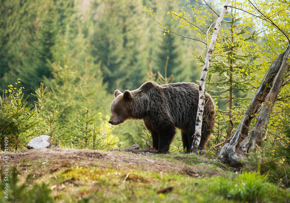 Brown bear in Mala Fatra mountains in Slovakia - Ursus actor