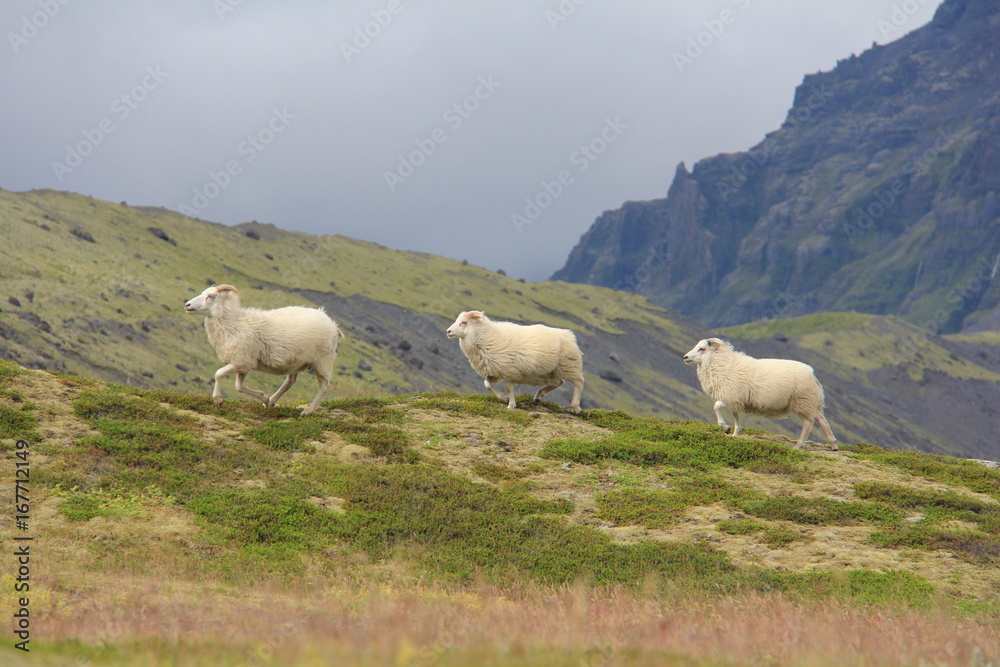 Obraz premium Moutons islandais