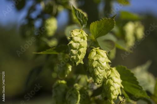 Cascade hops for making beer growing in a trellis on an Indiana farm
