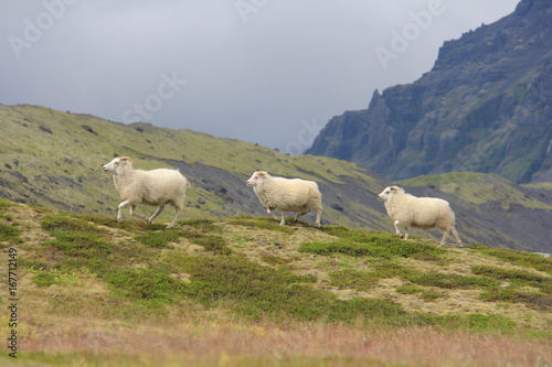 Moutons islandais