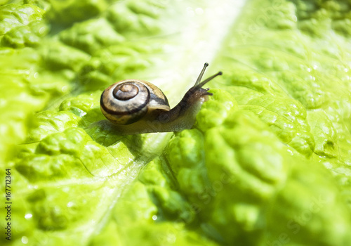 Junge Schnecke überwindet ein Hinderniss / Tief auf einem Salatblatt, Gastropoda