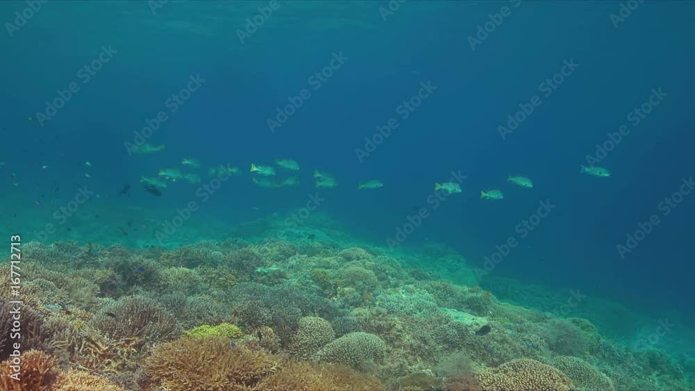 Coral reef with Diagonal Banded Sweetlips and healthy hard corals. 4k footage