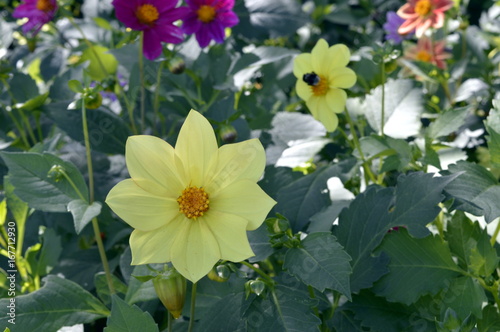 Fototapeta Naklejka Na Ścianę i Meble -  Beautiful, garden dahlias of different colors
