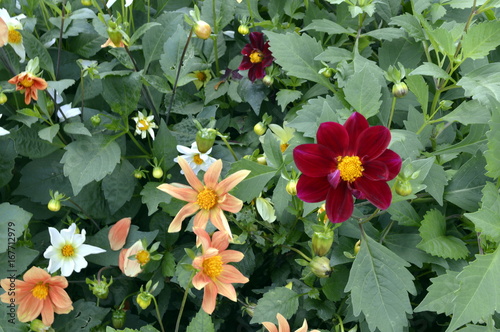 Fototapeta Naklejka Na Ścianę i Meble -  Beautiful, garden dahlias of different colors