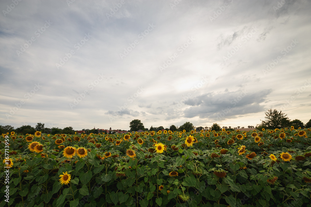 Obraz premium Blick über Sonnenblumenfeld