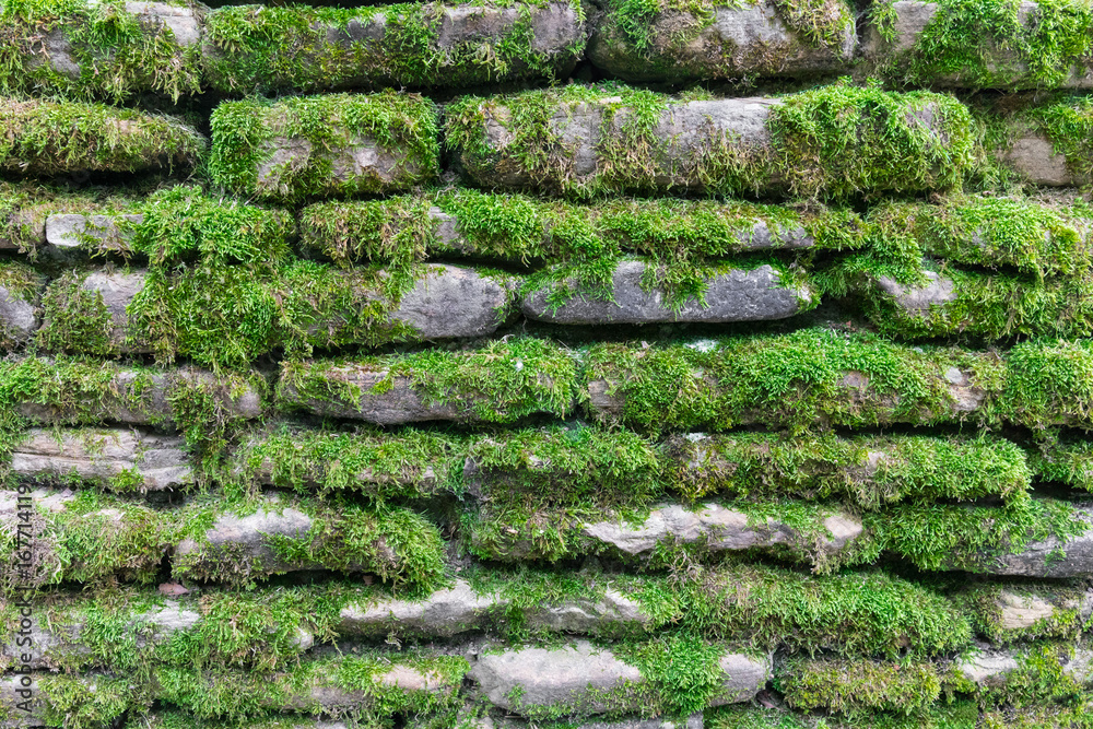 Ancient brick wall in green moss