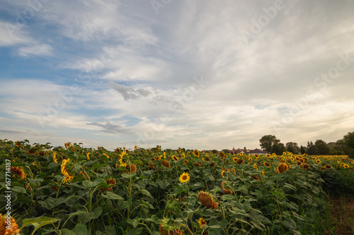 Sonnenblumenfeld mit blauen Himmel und Wolken bereit zur Ernte