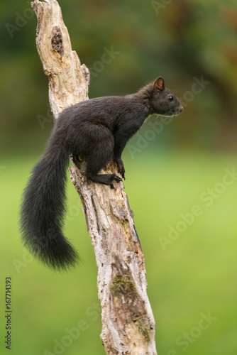 Eurasian red squirrel, Sciurus vulgaris