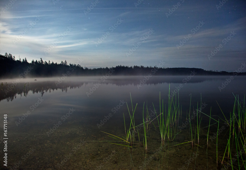 a night landscape with green reeds on a misty lake