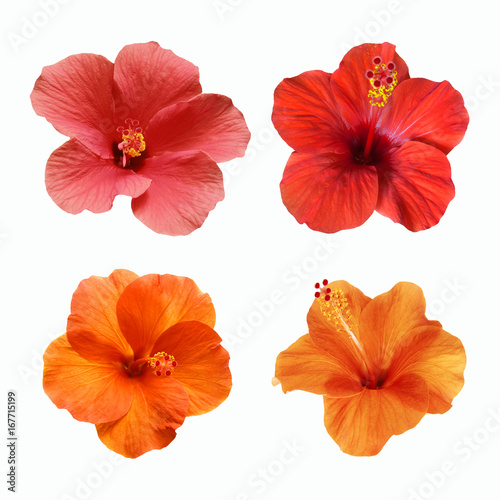 a set of isolated hibiscuc flowers © Tetiana