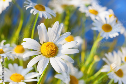 Chamomile against the sky.